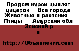 Продам курей цыплят,цицарок. - Все города Животные и растения » Птицы   . Амурская обл.,Зейский р-н